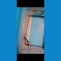 tanco Showa motogoro bahan cantik
