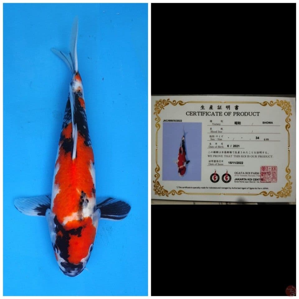 Ogata Showa 