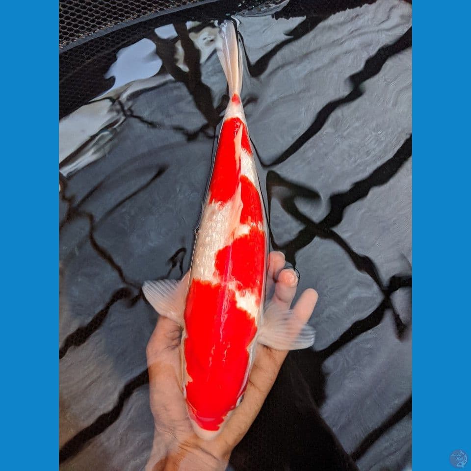 kohaku gindrin padat hiquality 34 cm jantam