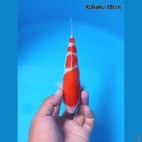 kohaku 4 step 18cm male