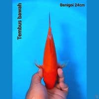 Slayer Benigoi 24cm male