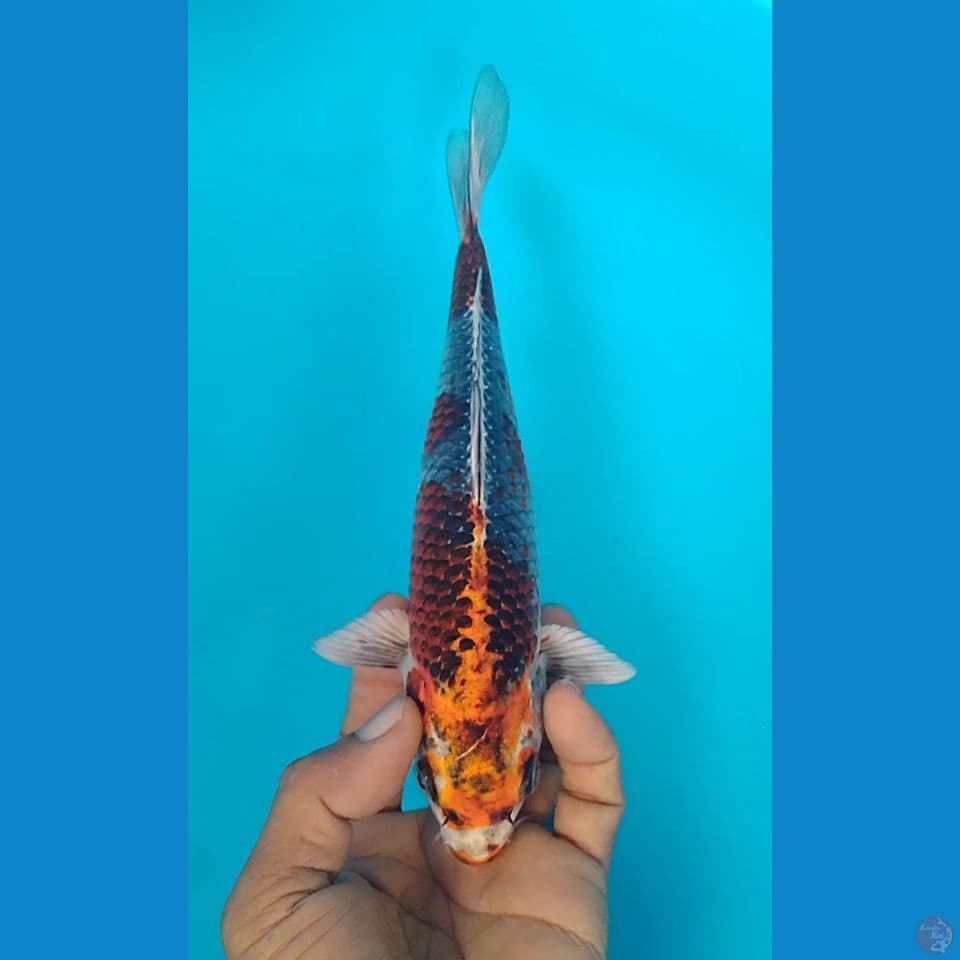 gingga 22cm