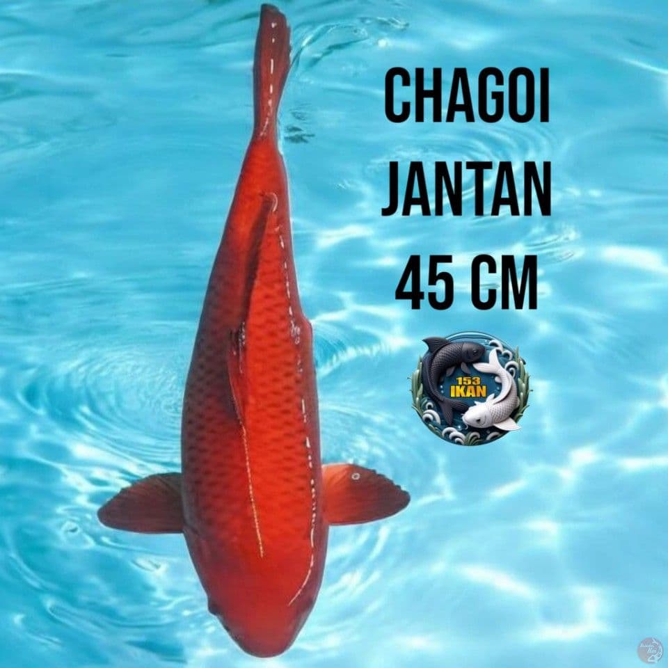 Chagoi Jantan