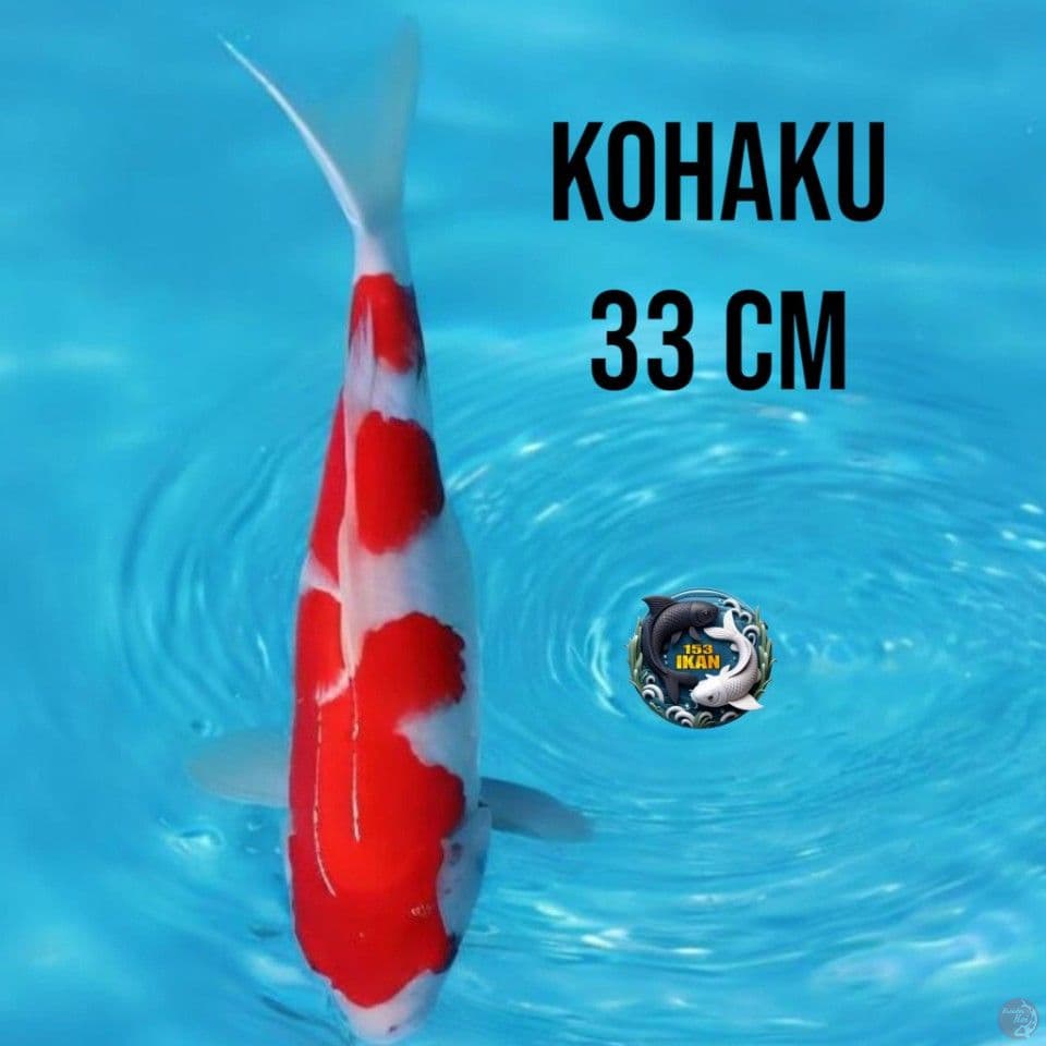 Kohaku 