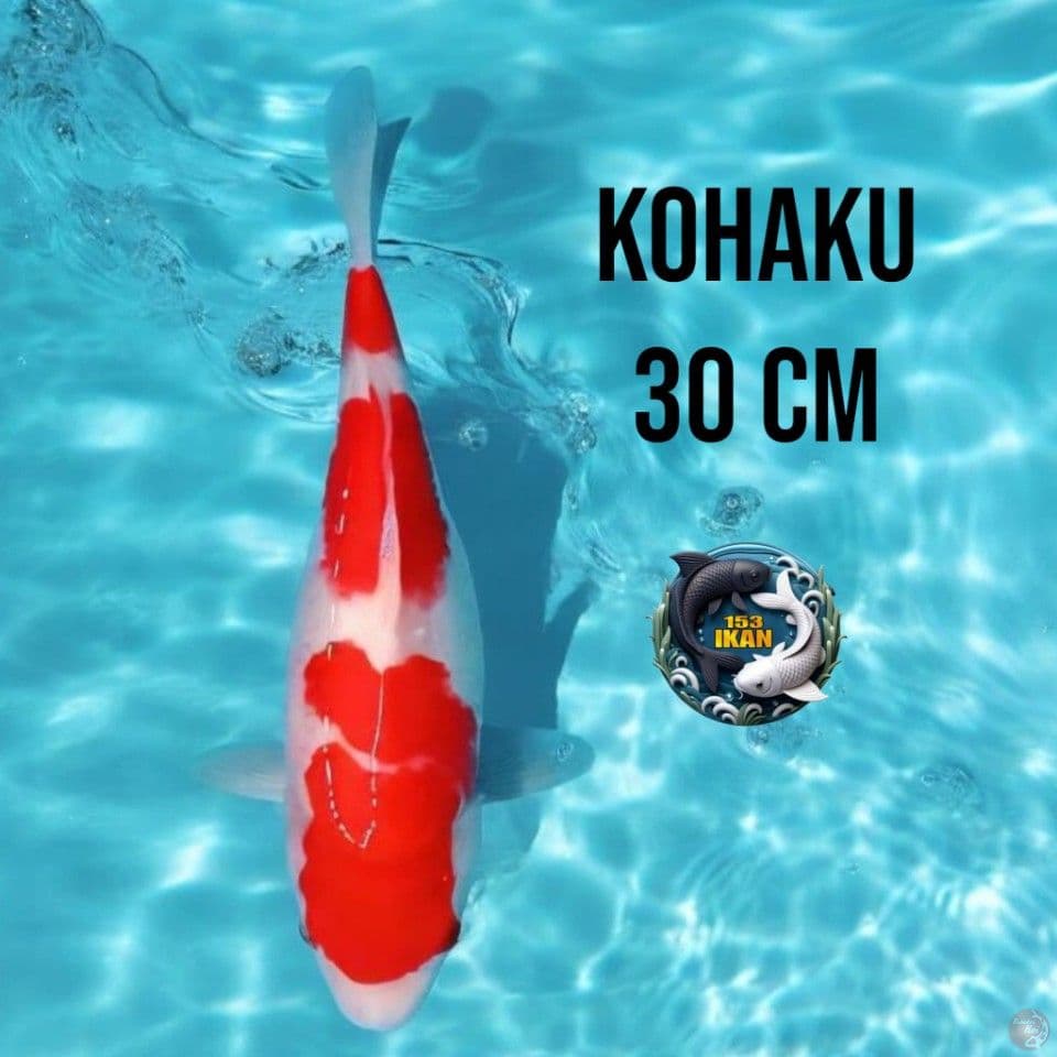 Kohaku