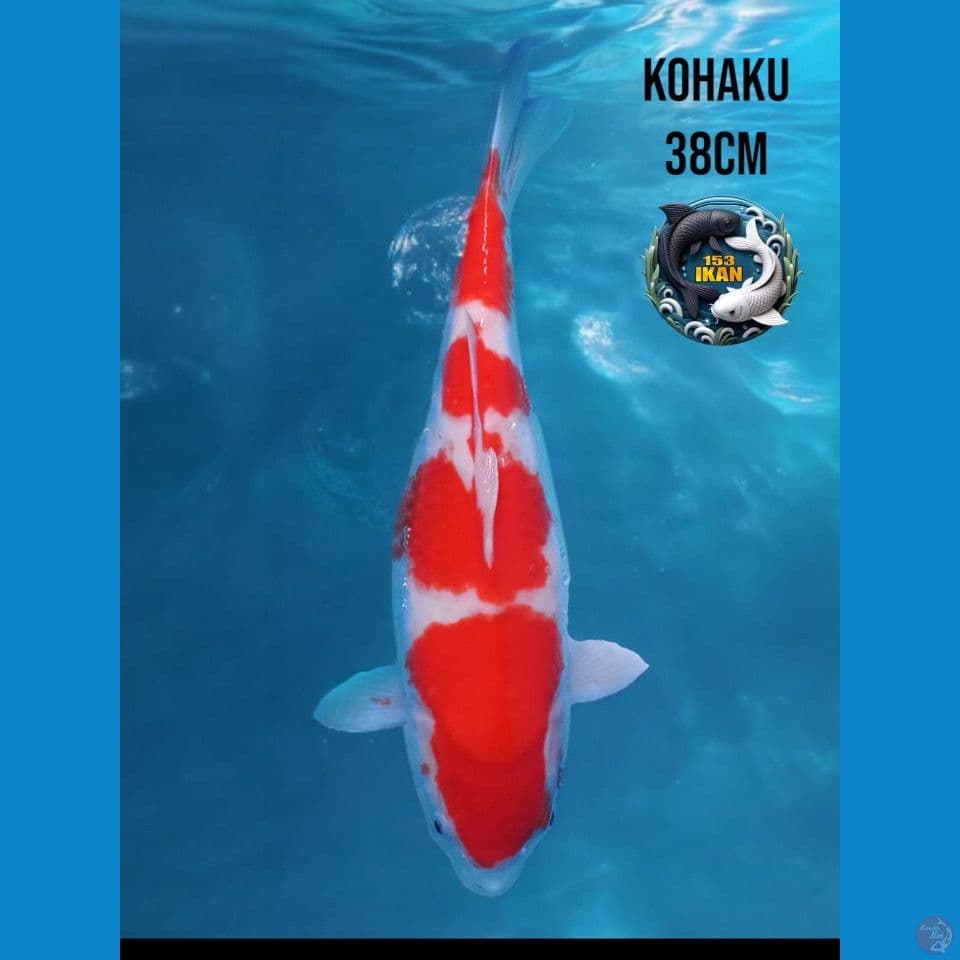 Kohaku 