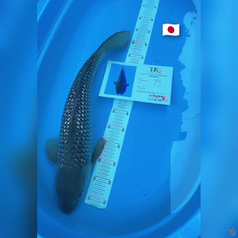 soragoi gindrin import 57cm