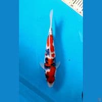 Bloodline isa Showa 30cm Male