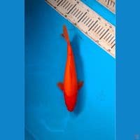 Red Karashi 28cm Male