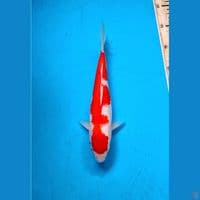 Kohaku Pekat 29cm Female