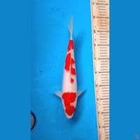 Kohaku 33cm Male