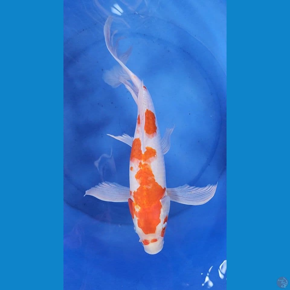 kohaku kumpay 37cm