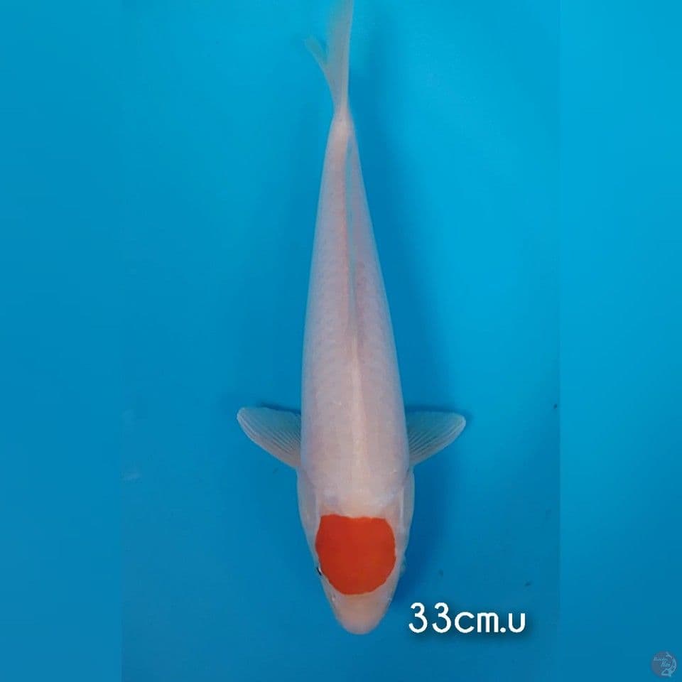 tancho kohaku original 33cm