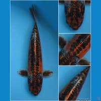 43cm - benikikoryu 