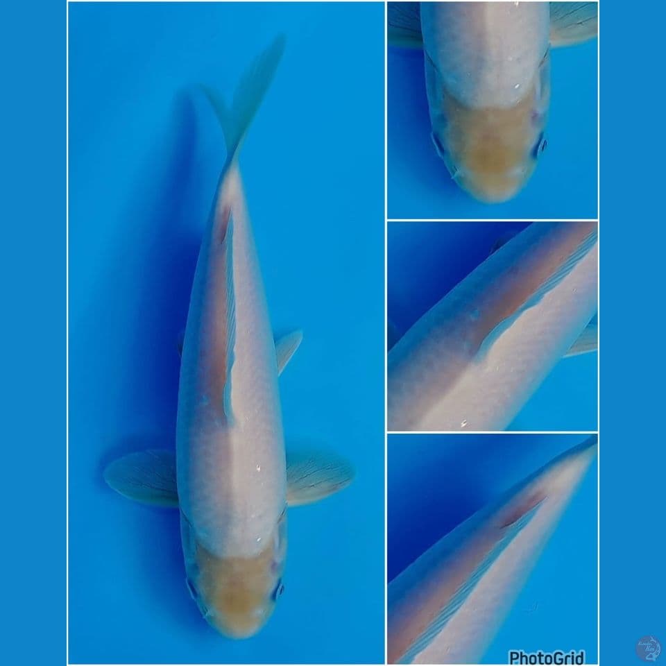 32cm - shiromuji