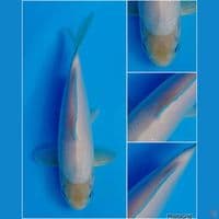 32cm - shiromuji