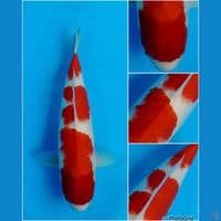 37cm - super red kohaku 