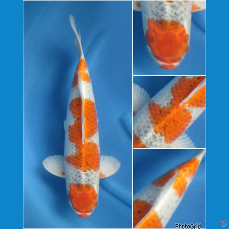 52cm - jumbo goshiki 