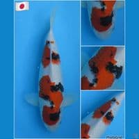 31cm - Sanke Import serti