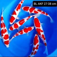 BL AKF 27-38 cm