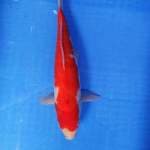 Kohaku Body Rudal