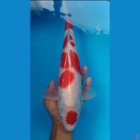 maruten original 36cm