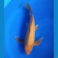 KUMPAY KARASHI BERUNUK 36CM