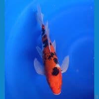 KUMPAY SANKE 32CM