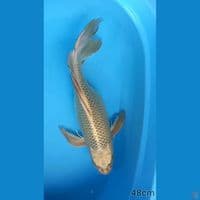 MUKASHI GOLD GENDONG TELUR 48CM