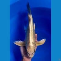 MUKASHI GOLD GINRIN 39CM