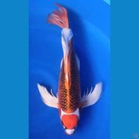 KUMPAY MARUTEN SUNKIST 41CM