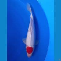 TANCHO KOHAKU 33CM MALE (CUTTING)