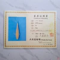 OTSUKA KARASHI 35CM IMPORT SERTIFIKAT