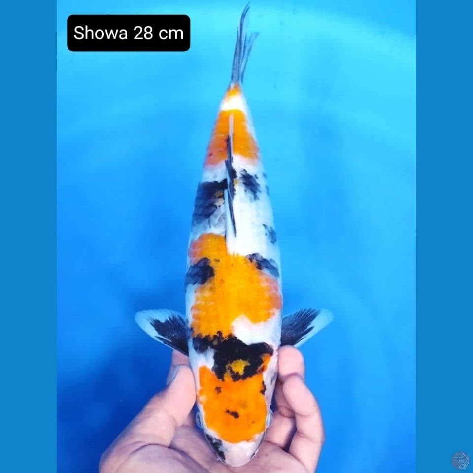 showa 28cm