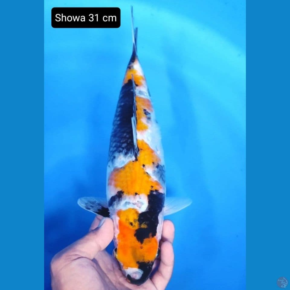 showa 31cm