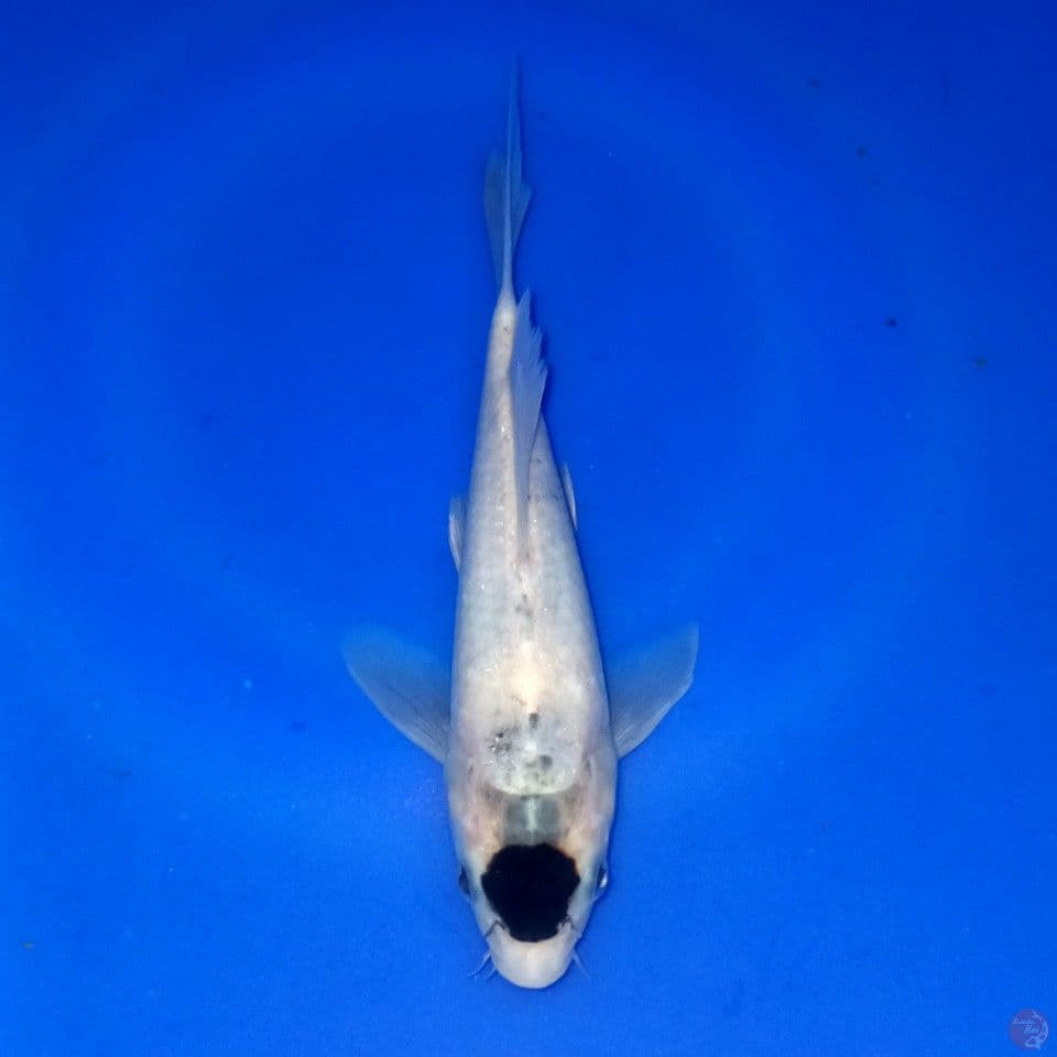 KUMPAY TANCHO GOROMO 18CM MALE
