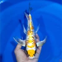 KUMPAY YELLOW ARAGOKE 30CM MALE