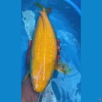 karashi gindrin 50 bu