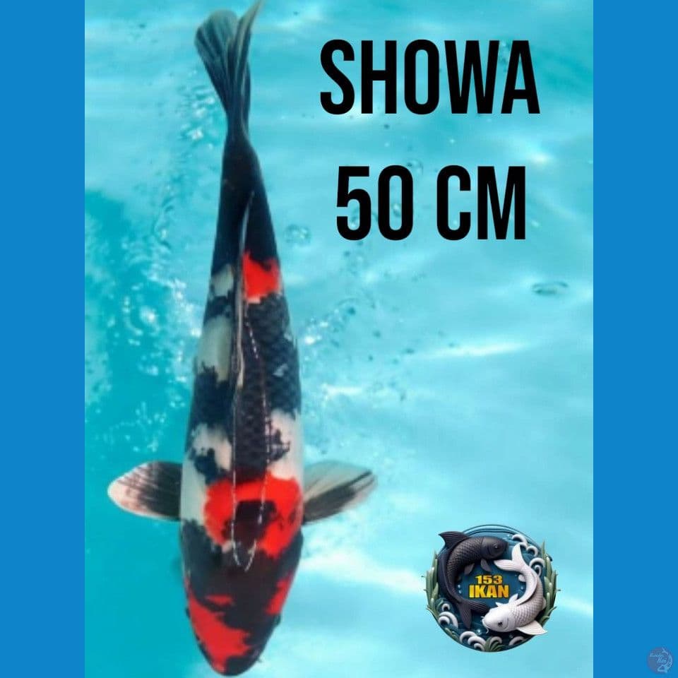 Showa 