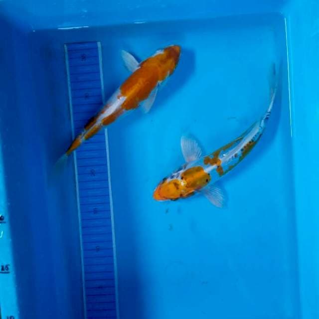 Hariwake