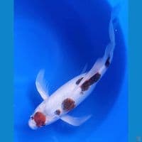 KUMPAI MARUTEN GOROMO 42CM