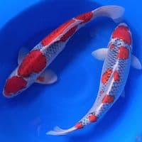 SEPASANG GOSHIKI 50CM