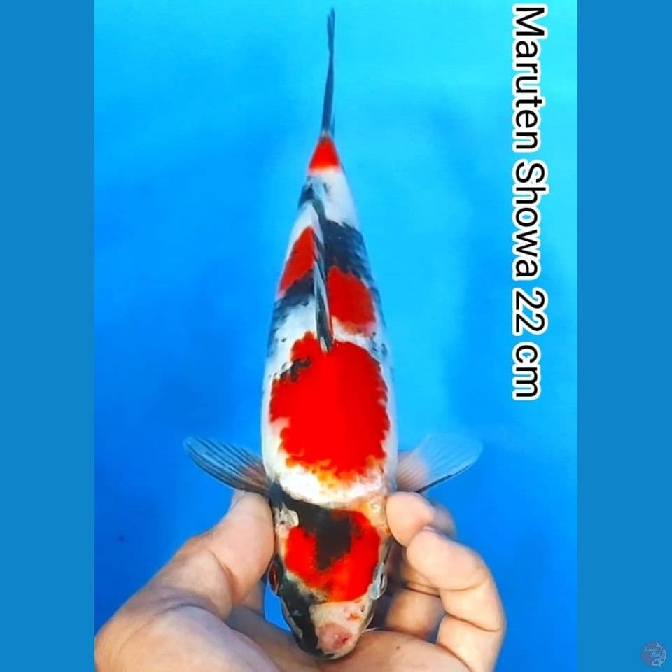 maruten showa 22cm