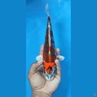 BENI GINGA 27CM