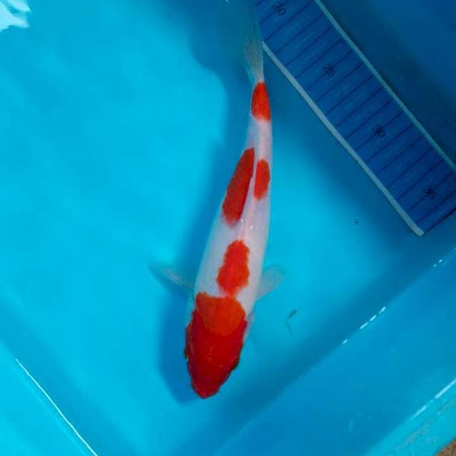 Kohaku