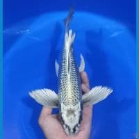 KUMPAY MUKASHI GINRIN 30CM