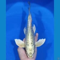 KUMPAY ARAGOKE 31CM
