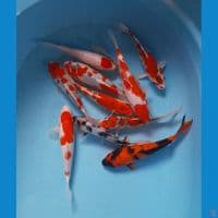 mix 17-24 cm