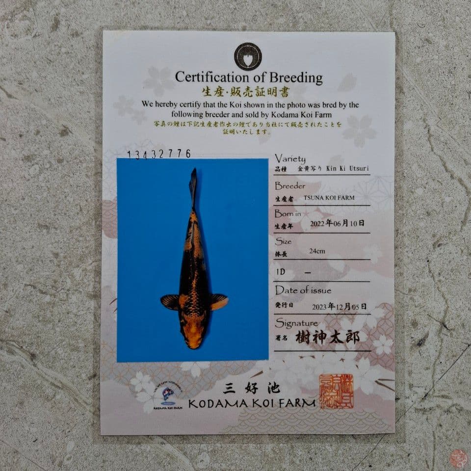 OTSUKA KIN SHOWA 27CM SERTI