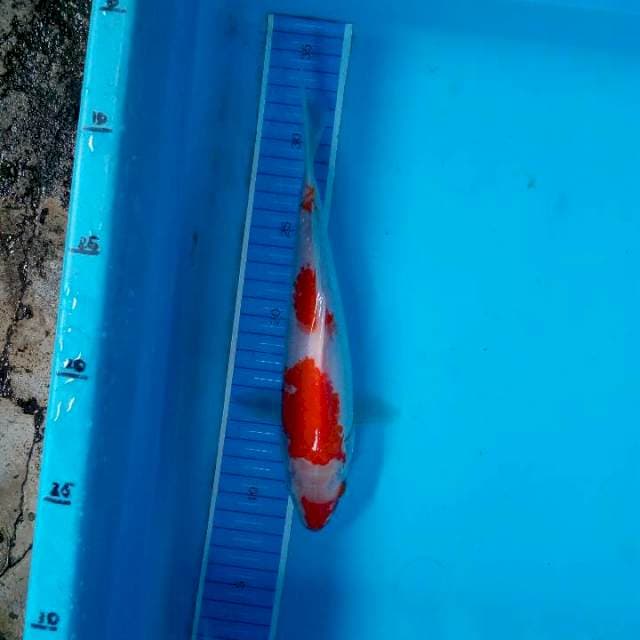 Kohaku